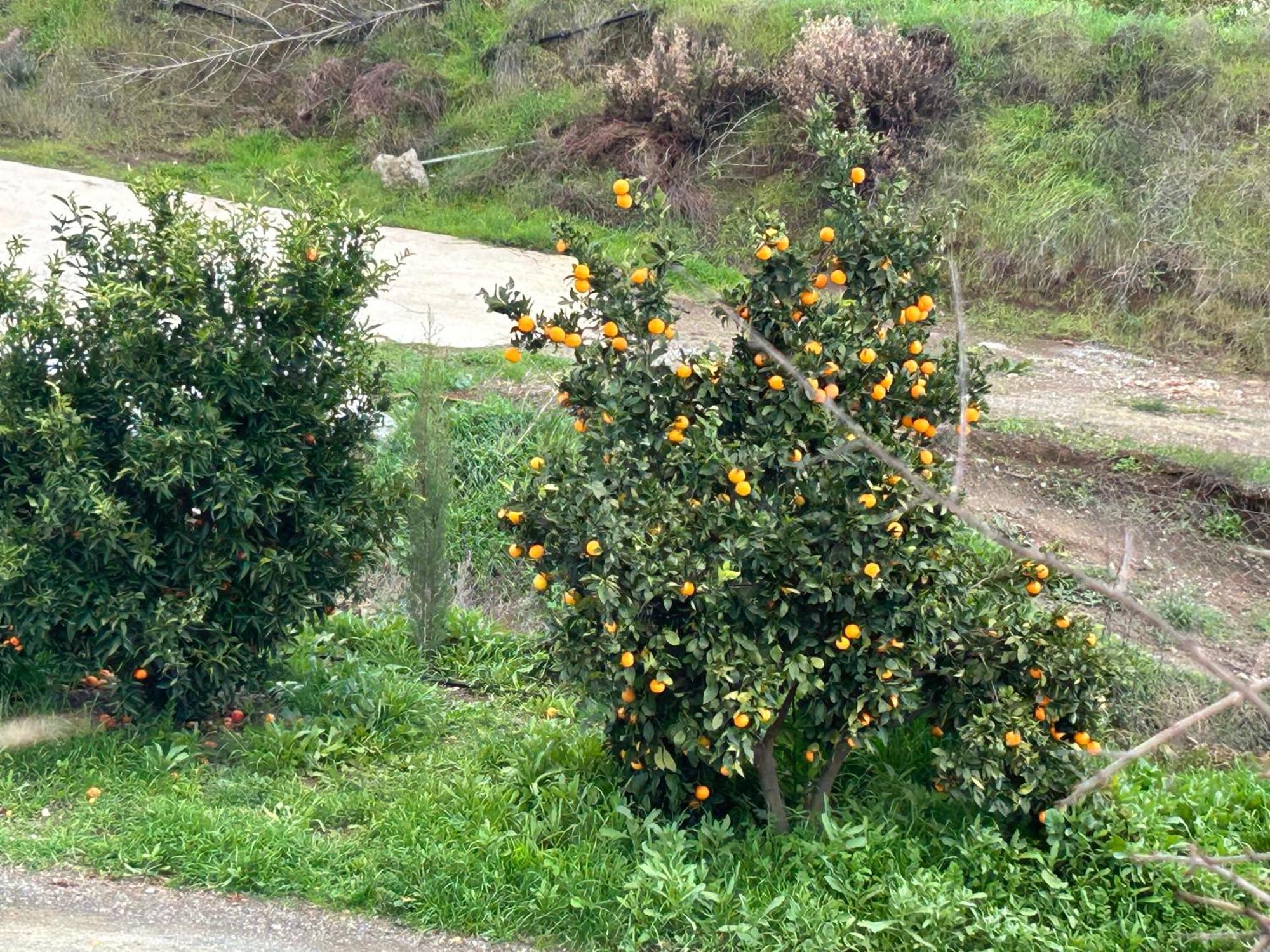 Sofros Valley Hills * Agios Mamas